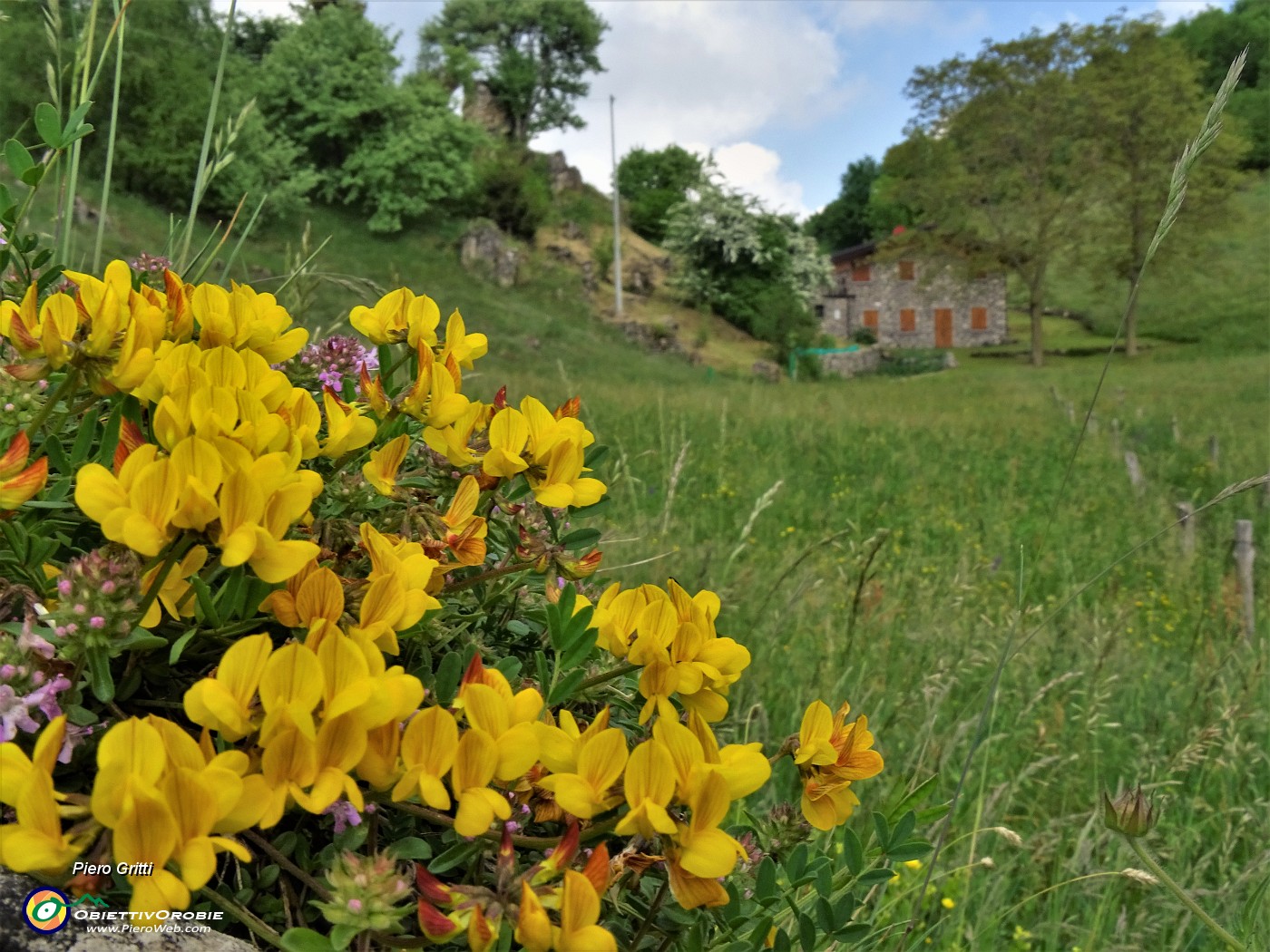 56 Lotus corniculatus (Ginestrino).JPG